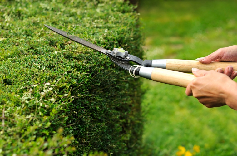 Biodiversität im Garten: Warum Hecken so wichtig sind